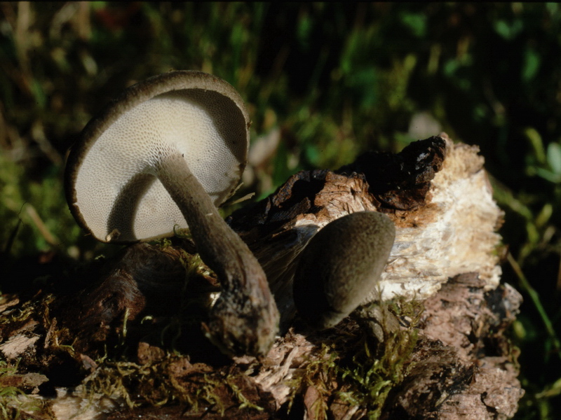 Specie interessanti dalla Lapponia